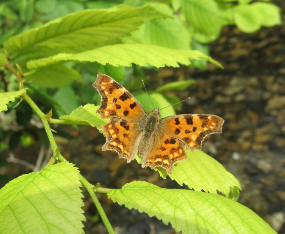 Mariposa fotogénica 