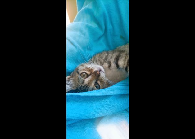 La mirada de \"Albir\".