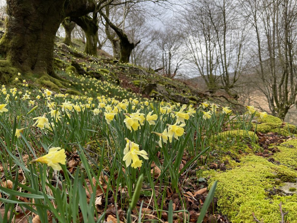 NARZISOAK TEILLAMENDI 