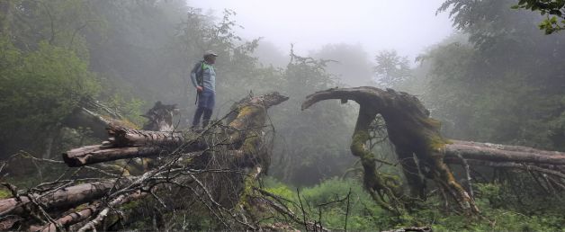 Niebla entre dinosaurios