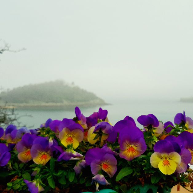 Niebla en Santa Clara