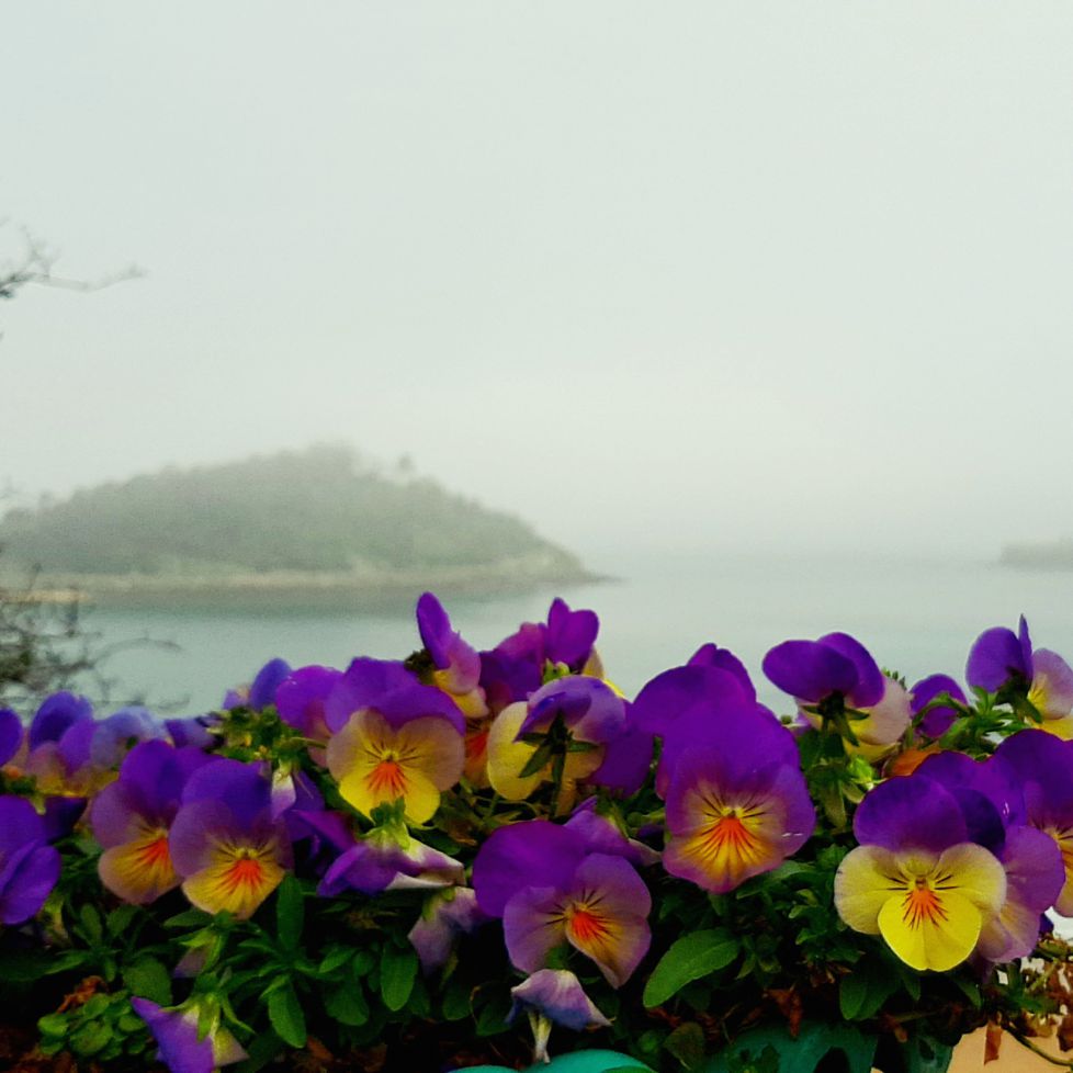 Niebla en Santa Clara