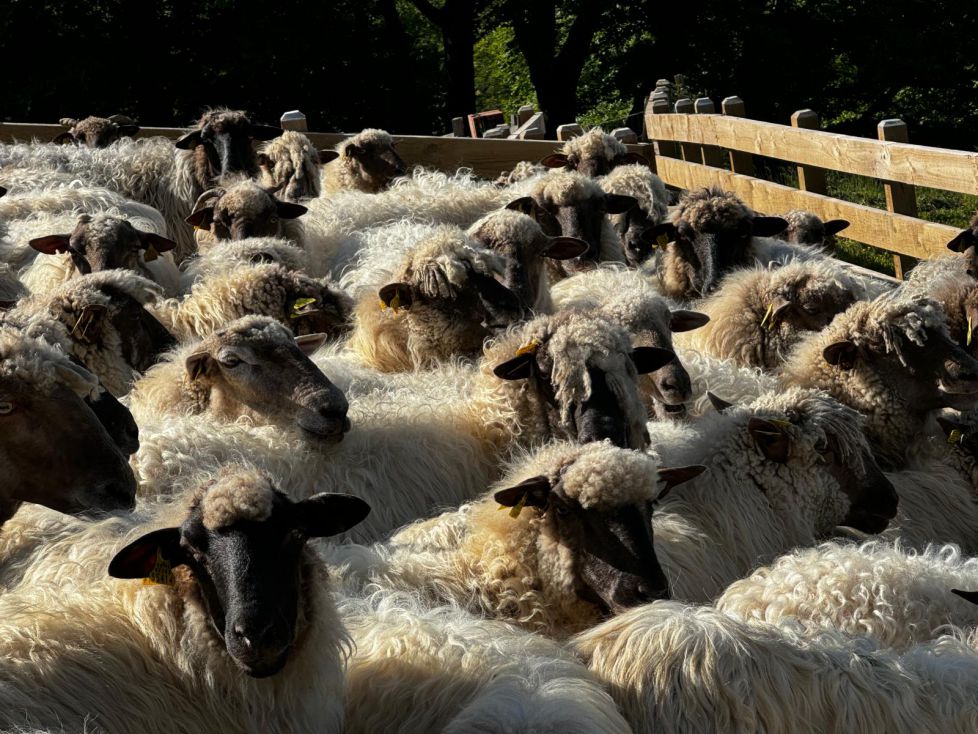 Oveja latxa-buen queso