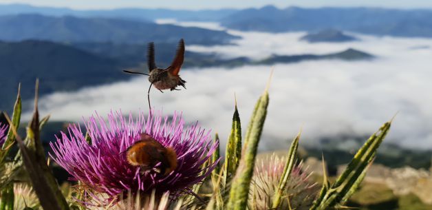 Pajaro parece... Polilla es!