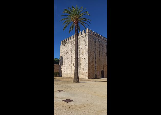 Palmera junto al castillo. 