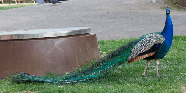 pavo real