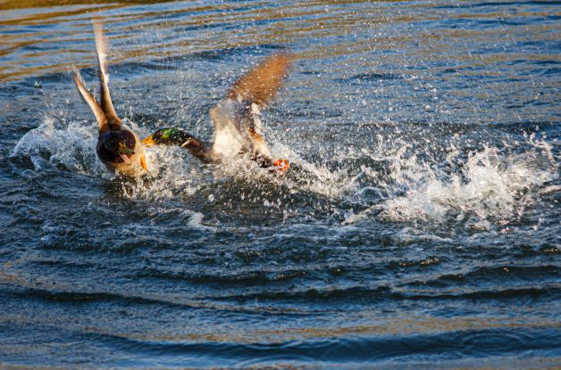 pelea de anades azulones