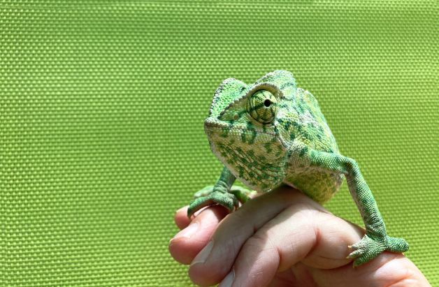 ¿qué hay de nuevo, viejo?