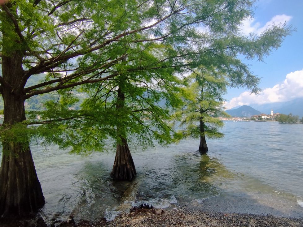 Simbiosis en el lago 