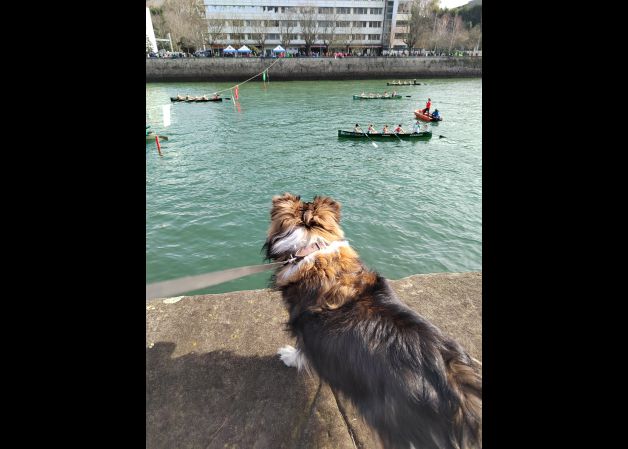 Traineras en el Urumea