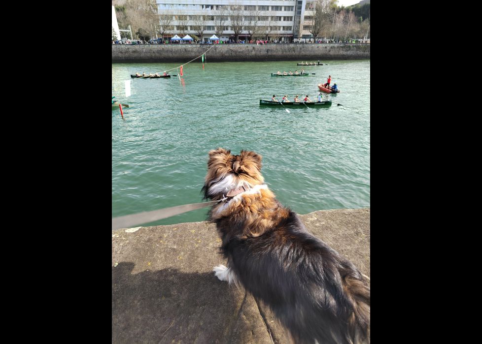 Traineras en el Urumea