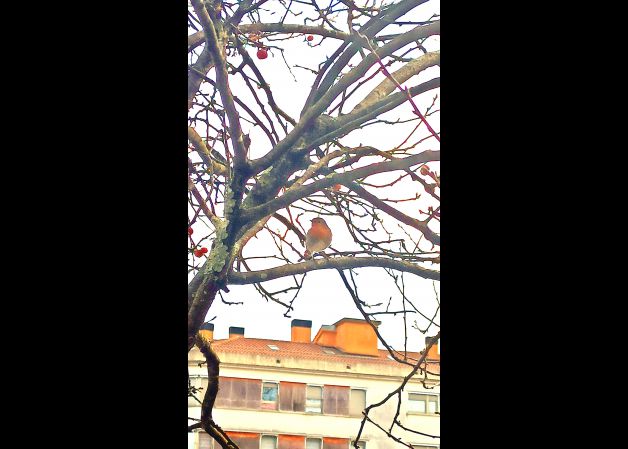 Txantxangorri en otoño!! 