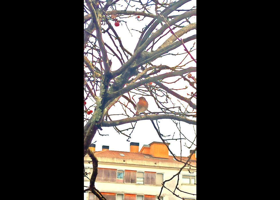 Txantxangorri en otoño!!