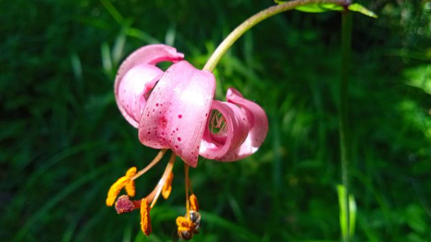 Zoragarria zitori-gorria