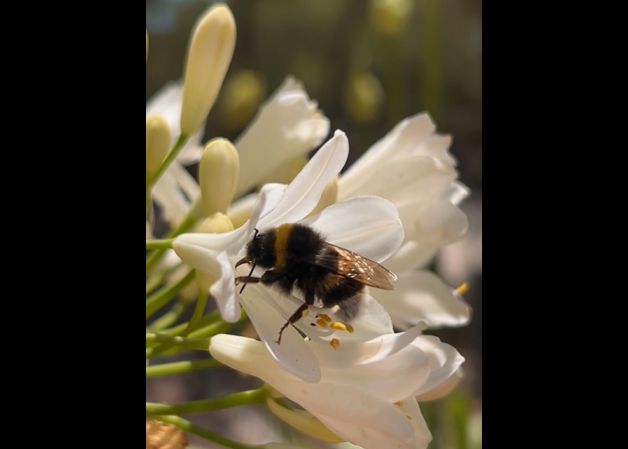 Abeja en Flor