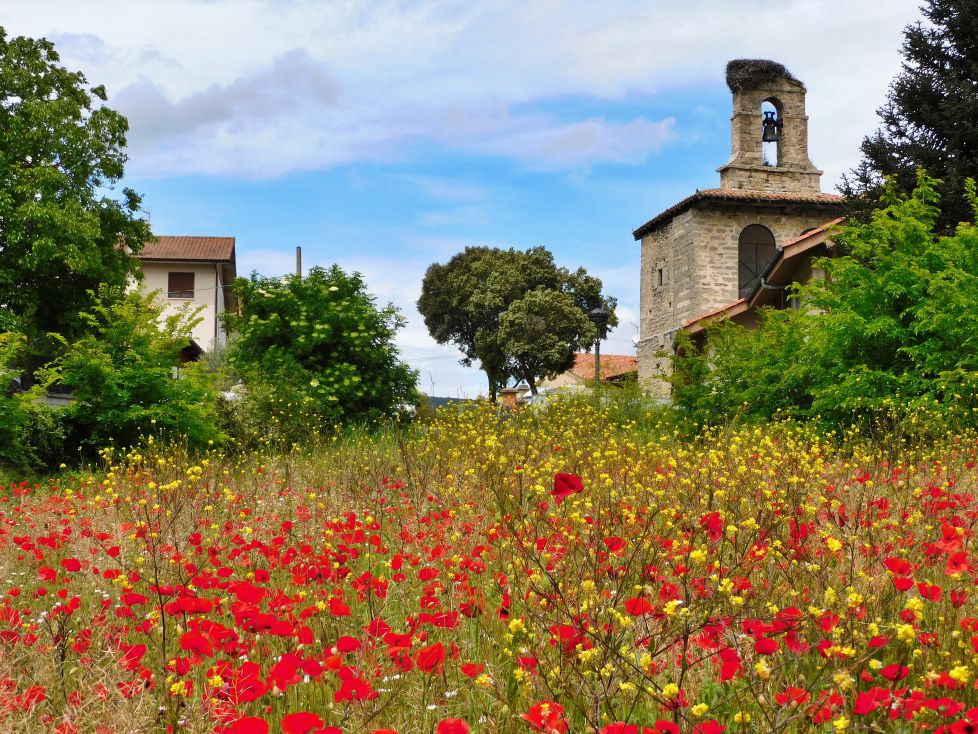 Amapolas en el pueblo.