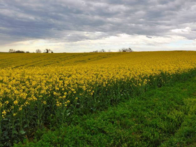 Amarillo sobre verde.
