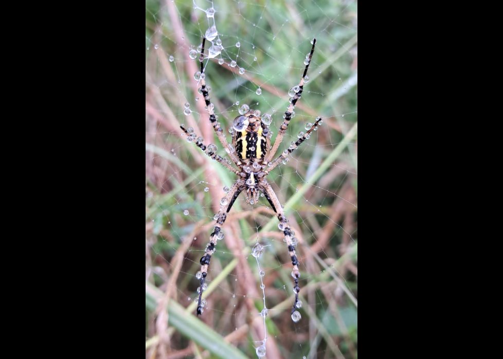 Araña