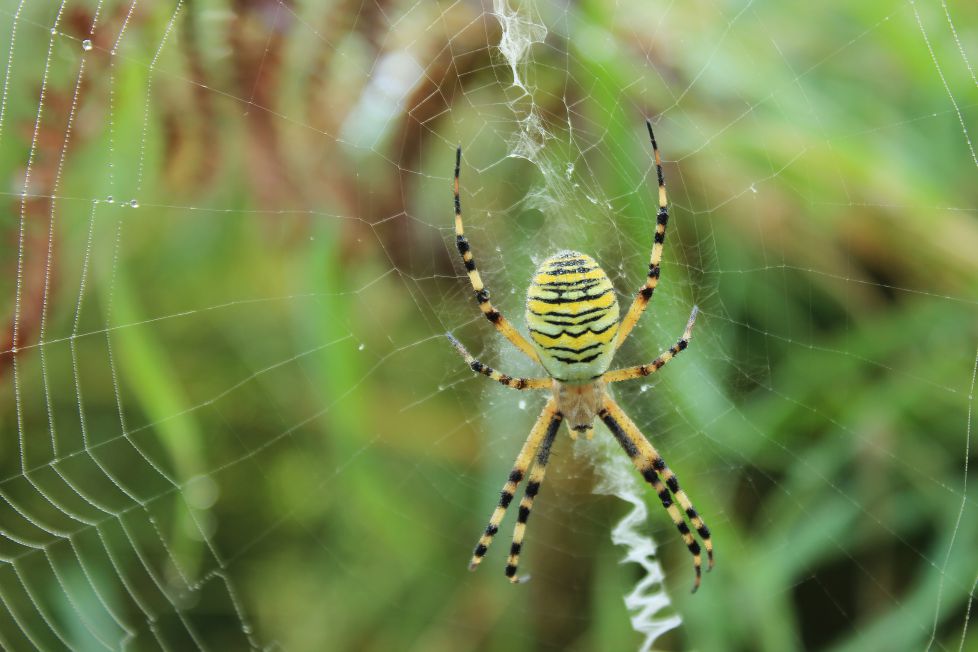 Araña tigre