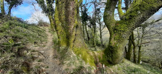 Árboles enterrados.