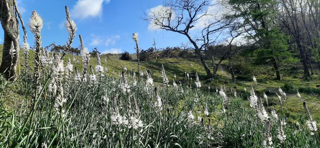 Asfódelos en Peñas de Aia.