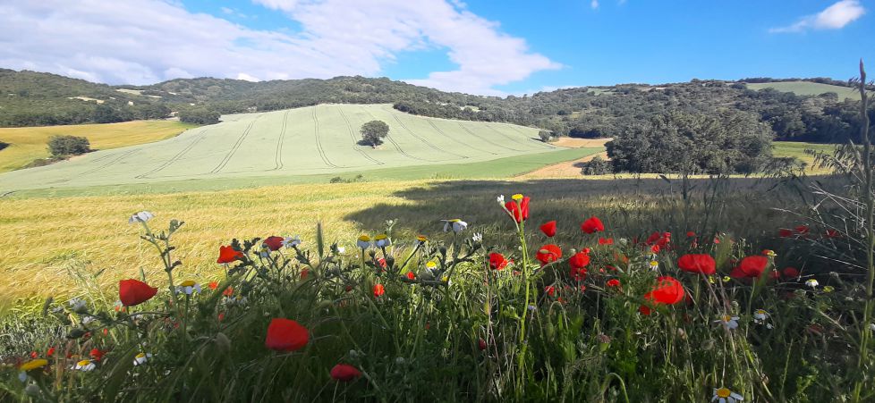 Campas primaverales en Lorca.