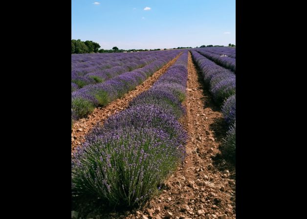Campos de lavanda