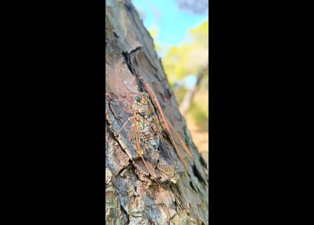 El canto invisible del verano