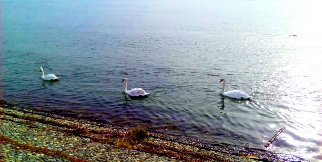 Cisnes!!