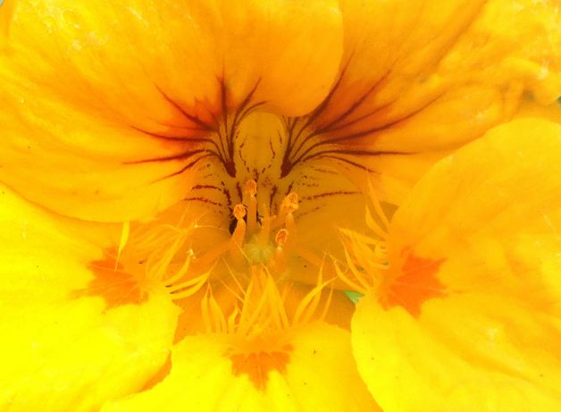 El corazón de la flor