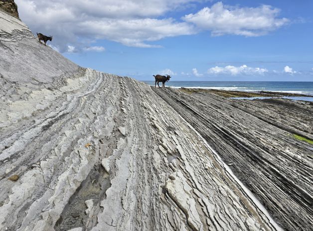 curiosas estas cabras