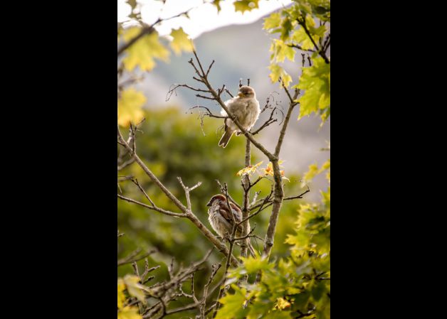 Descanso en un arbol