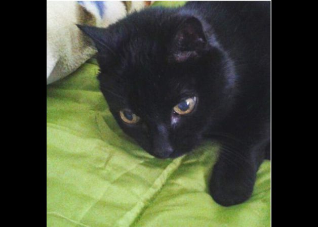 Descanso del guerrero