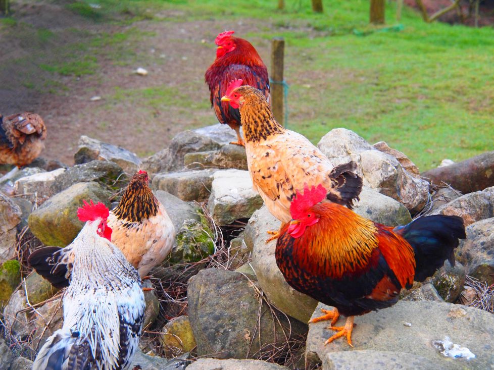 Disfrutando del campo