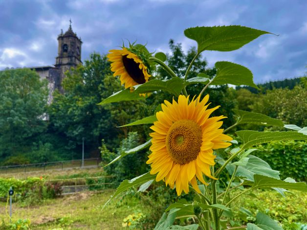 EGUZKI LOREAK GARAGARTZAKO ELIZA AZPIAN