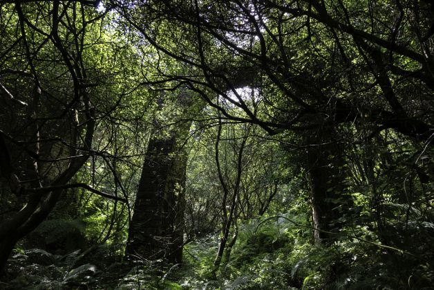 Enredado en la fronda