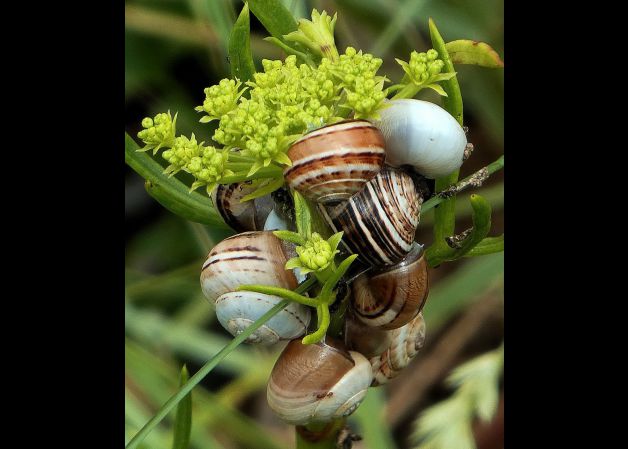 Ensalada de caracoles