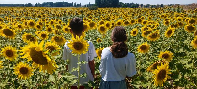 Entre girasoles