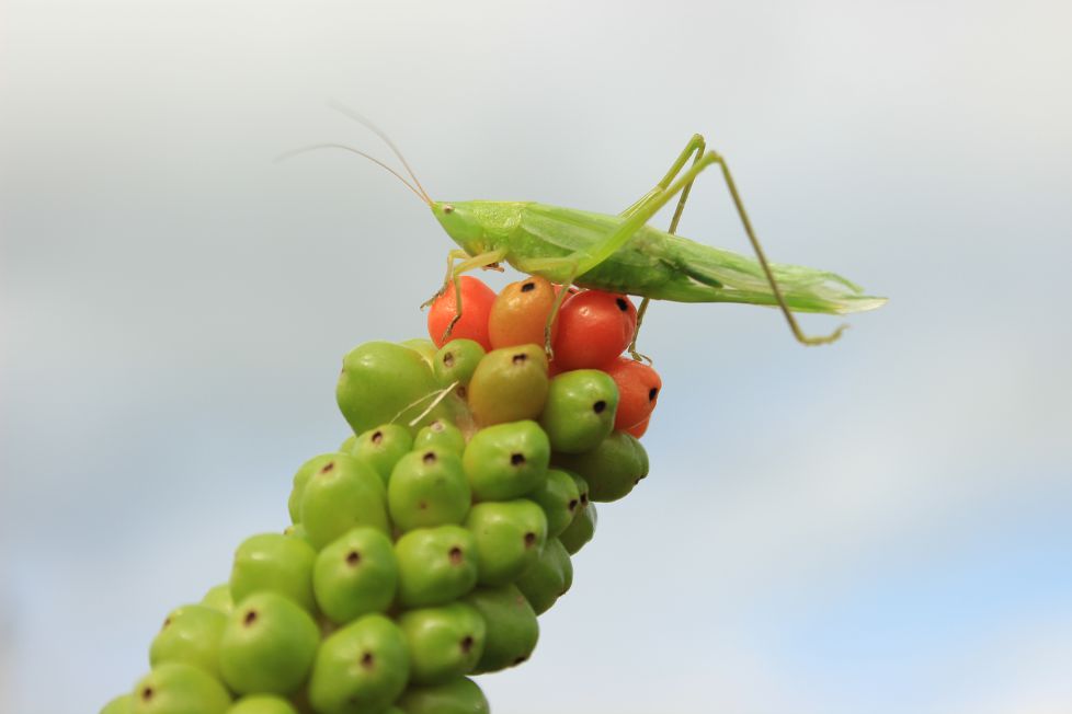 Equilibrio