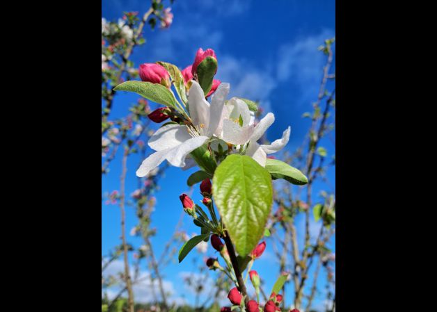 Flor de manzano