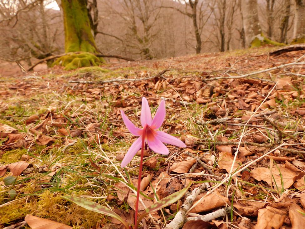 Flora de alta montaña.