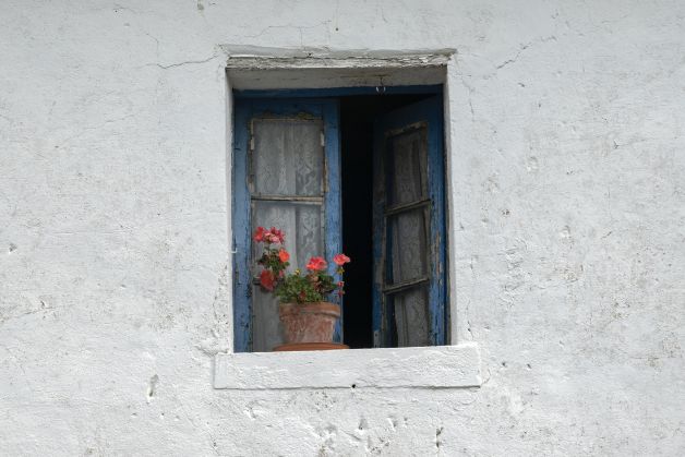 Flores en la ventana