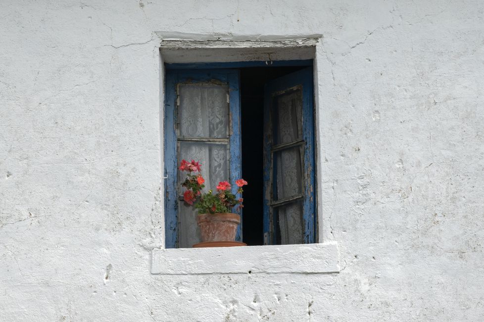 Flores en la ventana