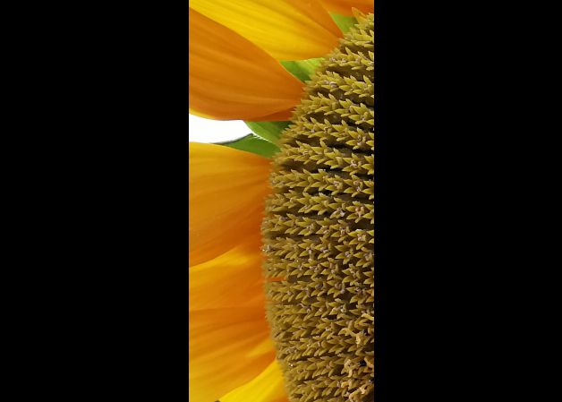 El fondo de pantalla del verano