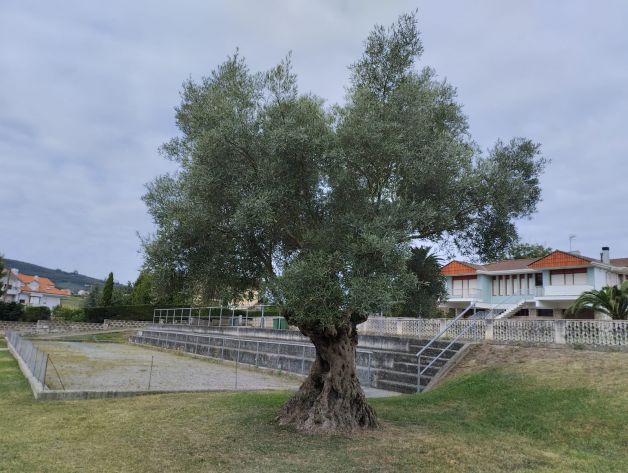 La fuerza de un olivo