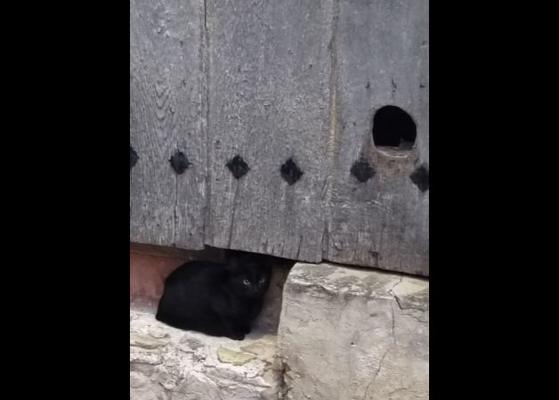 Gato junto a la gatera