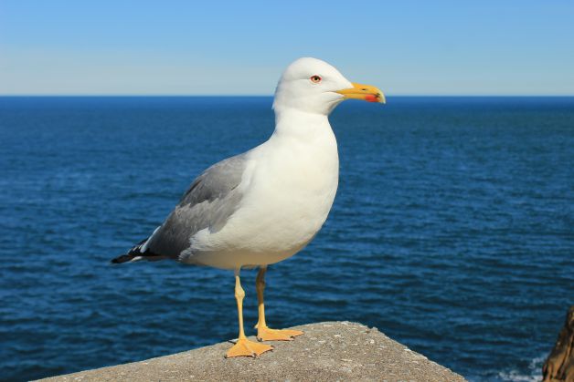 Gaviota