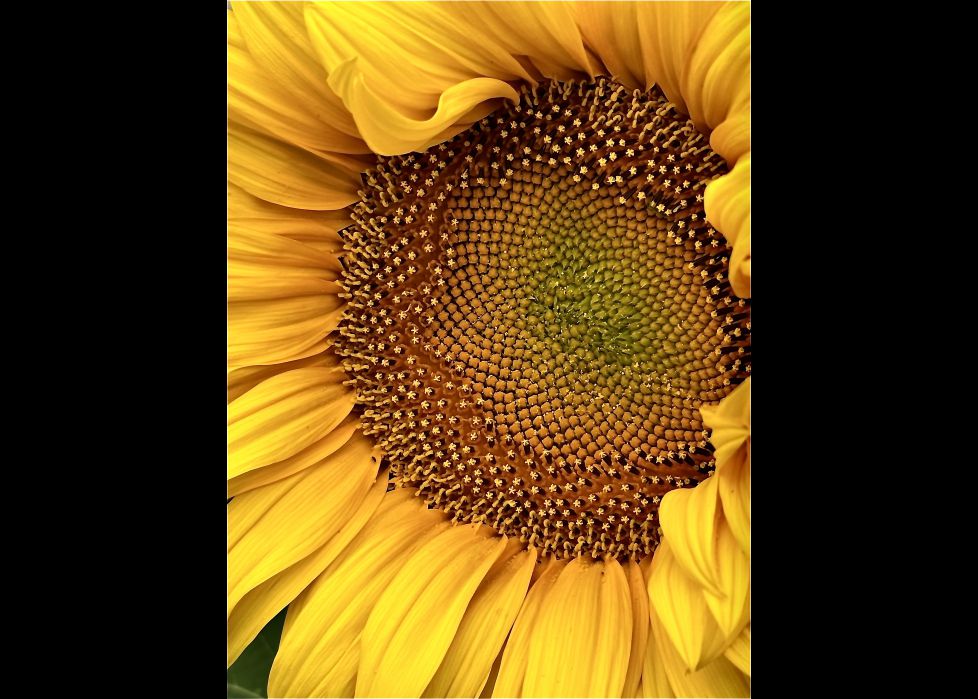Girasol
