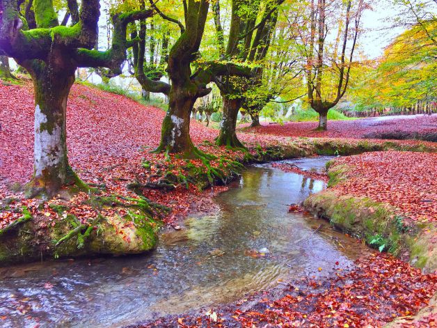 Hayedos de Otzarreta