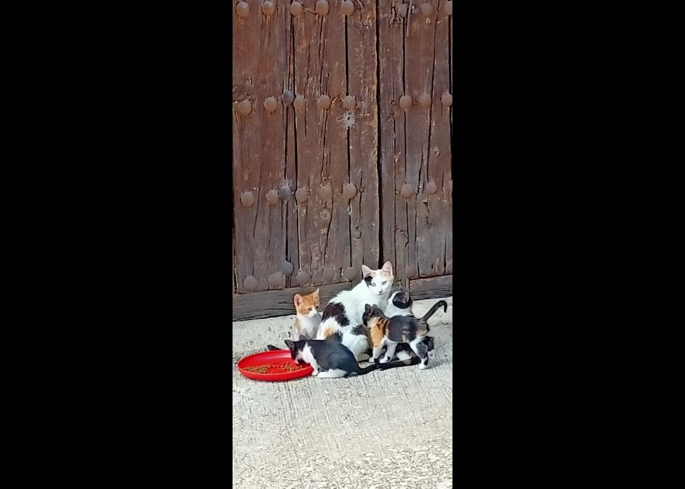 Hora de la merienda.